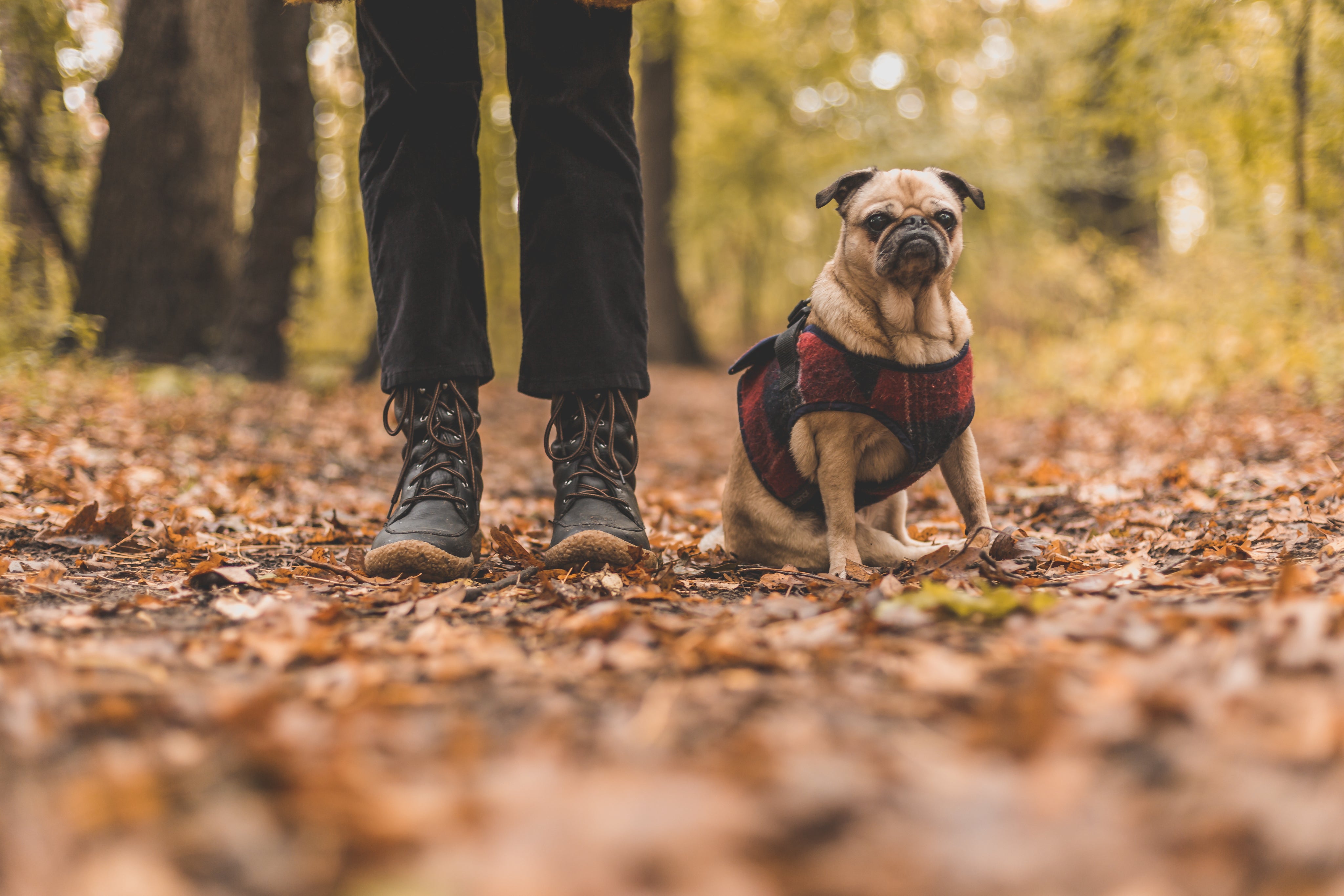 files/pet-and-owner-on-fall-walk.jpg